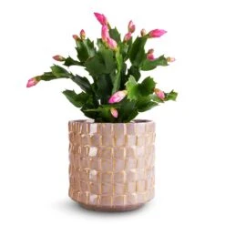 Stian Plant Pot - Soft Nougat -Plant Promotion Store Schlumbergera Christmas Cactus Pink Purple 9x23cm Stian Plant Pot Soft Nougat 13x12cm a7b7f79a 83d3 4ed6 9cff 3eee849bcf9c