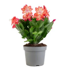Schlumbergera - Christmas Cactus - Red 23 Schlumbergera - Christmas Cactus - Red -Plant Promotion Store Schlumbergera Christmas Cactus Red 12x25cm 5579