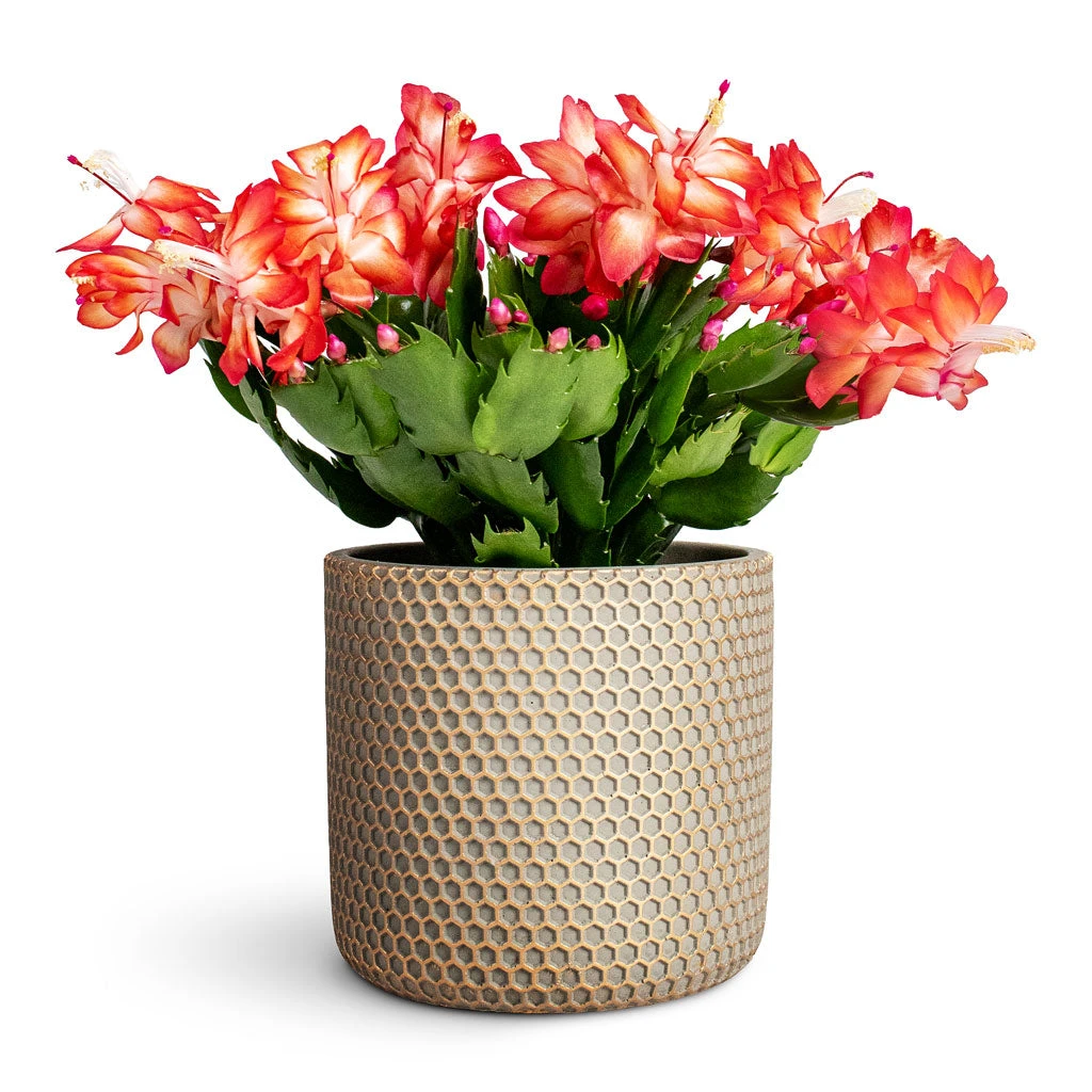 Bernt Plant Pot - Shiny Gold 4 Bernt Plant Pot - Shiny Gold - Image 2