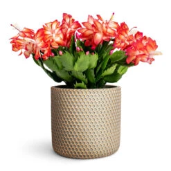 Schlumbergera - Christmas Cactus - Red 21 Schlumbergera - Christmas Cactus - Red -Plant Promotion Store Schlumbergera Christmas Cactus Red 12x25cm Bernt Plant Pot Shiny Gold 14x13cm