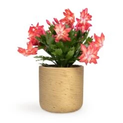 Schlumbergera - Christmas Cactus - Red 25 Schlumbergera - Christmas Cactus - Red -Plant Promotion Store Schlumbergera Christmas Cactus Red 12x25cm Charlie Plant Pot Metallic Gold 15x15cm
