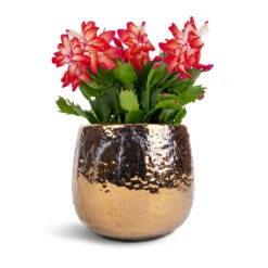 Yvette Plant Pot - Gold 21 Yvette Plant Pot - Gold -Plant Promotion Store Schlumbergera Christmas Cactus Red 12x25cm Yvette Plant Pot Gold 15x13cm 42faecba f7f1 44b5 8bcb d6dc9f617cd9