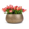 Schlumbergera - Christmas Cactus - Red 2 Schlumbergera - Christmas Cactus - Red -Plant Promotion Store Schlumbergera Christmas Cactus Red 12x25cm x3 Ryan Plant Bowl Shiny Gold 28x13cm