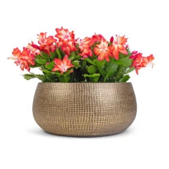 Schlumbergera - Christmas Cactus - Red