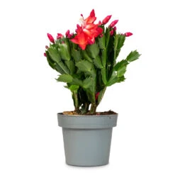 Schlumbergera - Christmas Cactus - Red 28 Schlumbergera - Christmas Cactus - Red -Plant Promotion Store Schlumbergera Christmas Cactus Red 14x30cm