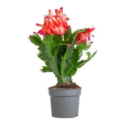 Schlumbergera - Christmas Cactus - Red 19 Schlumbergera - Christmas Cactus - Red -Plant Promotion Store Schlumbergera Christmas Cactus Red 9x23cm 3