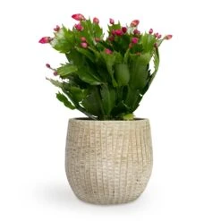 Schlumbergera - Christmas Cactus - Red 27 Schlumbergera - Christmas Cactus - Red -Plant Promotion Store Schlumbergera Christmas Cactus Red 9x23cm Feico Plant Pot Mint Grey 12X11cm