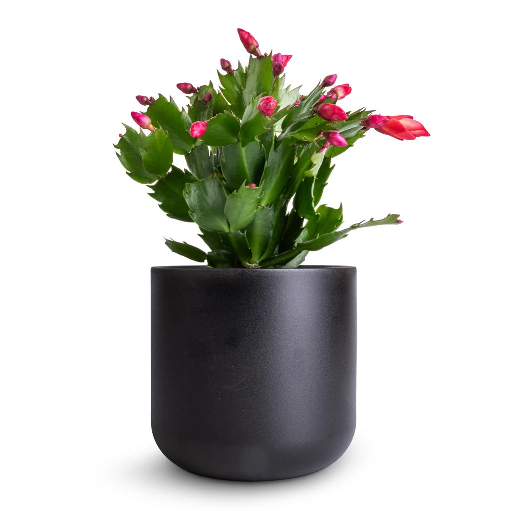 Schlumbergera - Christmas Cactus - Red 13 Schlumbergera - Christmas Cactus - Red - Image 11