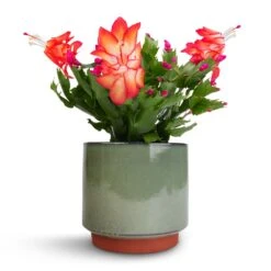 Schlumbergera - Christmas Cactus - Red 18 Schlumbergera - Christmas Cactus - Red -Plant Promotion Store Schlumbergera Christmas Cactus Red 9x23cm Malibu Plant Pot Green 12x11cm