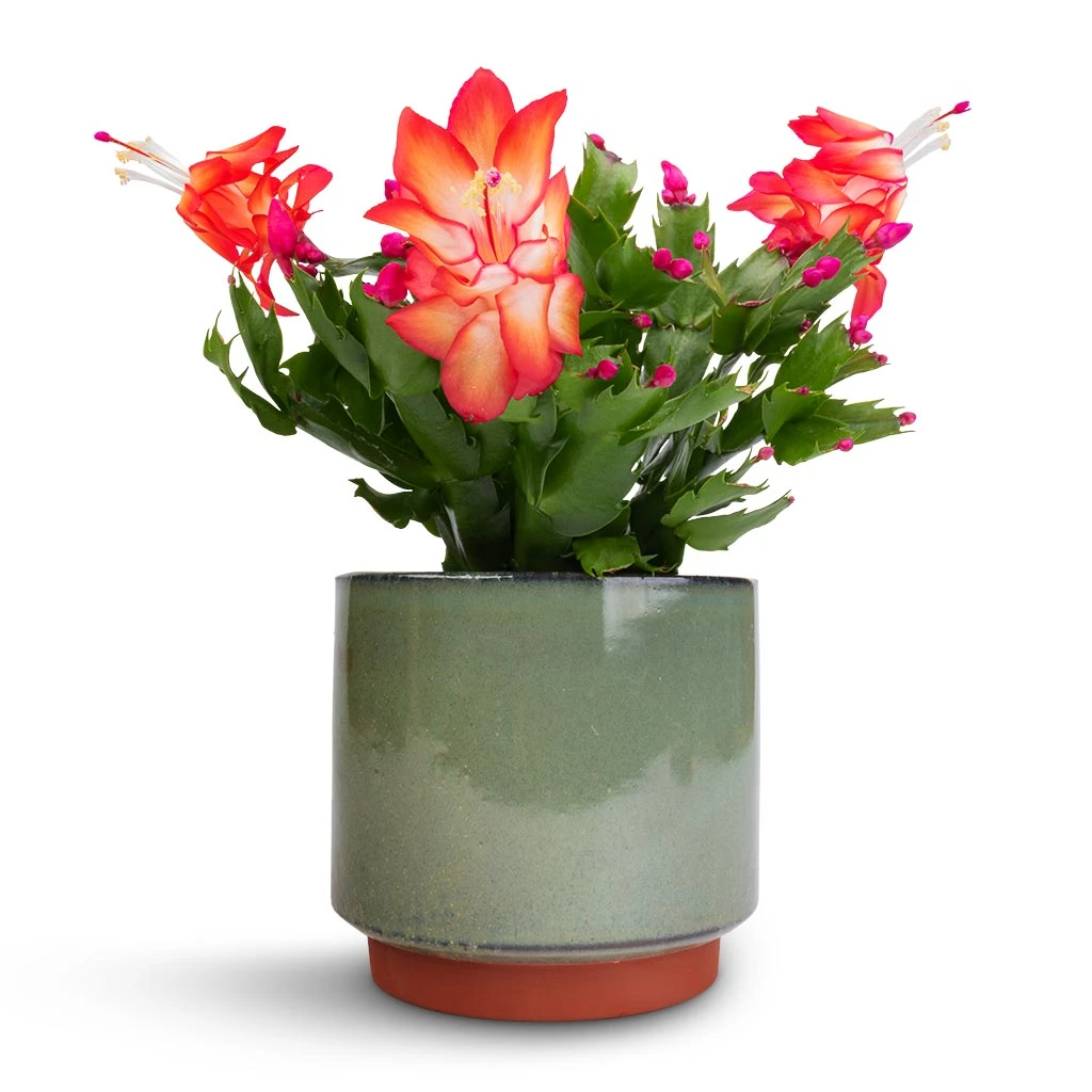 Schlumbergera - Christmas Cactus - Red 5 Schlumbergera - Christmas Cactus - Red - Image 3