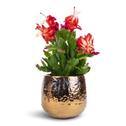 Schlumbergera - Christmas Cactus - Red 24 Schlumbergera - Christmas Cactus - Red -Plant Promotion Store Schlumbergera Christmas Cactus Red 9x23cm Yvette Plant Pot Gold 12x11cm
