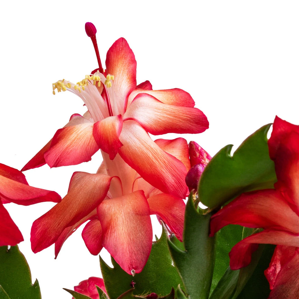 Schlumbergera - Christmas Cactus - Red 4 Schlumbergera - Christmas Cactus - Red - Image 2
