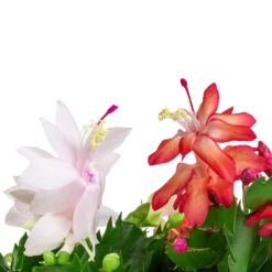 Schlumbergera - Christmas Cactus - White -Plant Promotion Store Schlumbergera Christmas Cactus Red white SWATCH