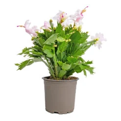 Schlumbergera - Christmas Cactus - White -Plant Promotion Store Schlumbergera Christmas Cactus White 12x25cm 2