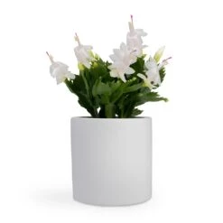Schlumbergera - Christmas Cactus - White -Plant Promotion Store Schlumbergera Christmas Cactus White 12x25cm Bolino Plant Pot Mint 15x13cm Puk Planter Matt White 15x15cm
