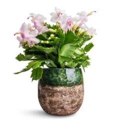 Schlumbergera - Christmas Cactus - White -Plant Promotion Store Schlumbergera Christmas Cactus White 12x25cm Lindy Plant Pot Black Green 16x13cm