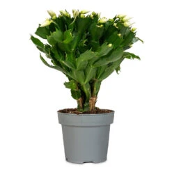 Schlumbergera - Christmas Cactus - White -Plant Promotion Store Schlumbergera Christmas Cactus White 14x30cm