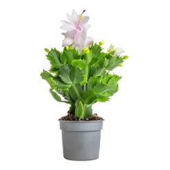 Schlumbergera - Christmas Cactus - White -Plant Promotion Store Schlumbergera Christmas Cactus White 9x23cm 3