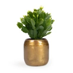 Schlumbergera - Christmas Cactus - White -Plant Promotion Store Schlumbergera Christmas Cactus White 9x23cm Arwin Metal Plant Pots Set4 Old Camel