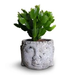 Schlumbergera - Christmas Cactus - White -Plant Promotion Store Schlumbergera Christmas Cactus White 9x23cm Buddha Plant Pot Cement 14x11cm