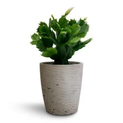 Schlumbergera - Christmas Cactus - White -Plant Promotion Store Schlumbergera Christmas Cactus White 9x23cm Gerben Plant Pot Grey Washed 12x13cm 95063928 e9a0 4b62 a377 f77148ef91e8