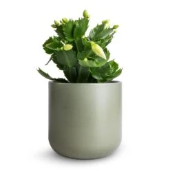 Lisbon Plant Pot - Sage -Plant Promotion Store Schlumbergera Christmas Cactus White 9x23cm Lisbon Plant Pot Sage 13x13cm 4278f107 d636 41a9 a95a 794272e6a662
