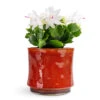 Schlumbergera - Christmas Cactus - White 1 Schlumbergera - Christmas Cactus - White -Plant Promotion Store Schlumbergera Christmas Cactus White 9x23cm Nolan Plant Pot Red 17x15cm