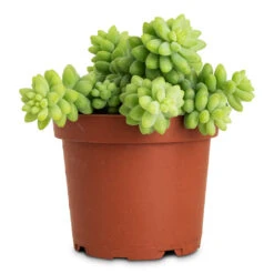 Sedum Burrito - Donkey Tail 23 Sedum Burrito - Donkey Tail -Plant Promotion Store Sedum Burrito Donkey Tail 12x20cm