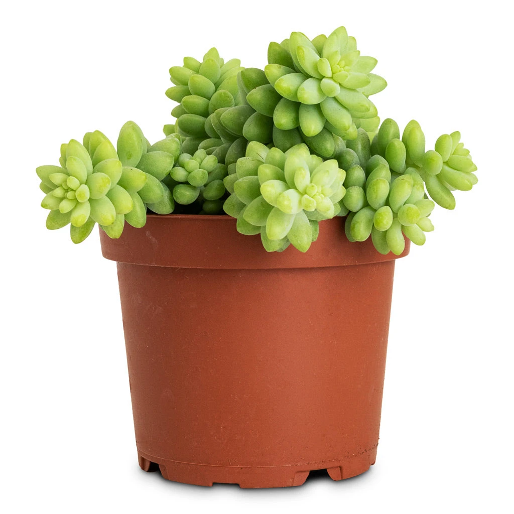 Sedum Burrito - Donkey Tail 12 Sedum Burrito - Donkey Tail - Image 10