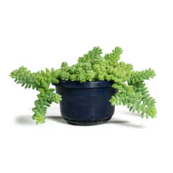 Sedum Burrito - Donkey Tail 20 Sedum Burrito - Donkey Tail -Plant Promotion Store Sedum Burrito Donkey Tail 14cm