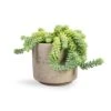 Sedum Burrito - Donkey Tail 2 Sedum Burrito - Donkey Tail -Plant Promotion Store Sedum Burrito Donkey Tail 14x20cm Novi Plant Pot Grey Washed 18x15.5cm 13017a12 041d 43f4 b07d 8cc7fb9038ff