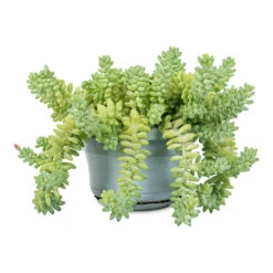 Sedum Burrito - Donkey Tail 24 Sedum Burrito - Donkey Tail -Plant Promotion Store Sedum Burrito Donkey Tail 14x30cm