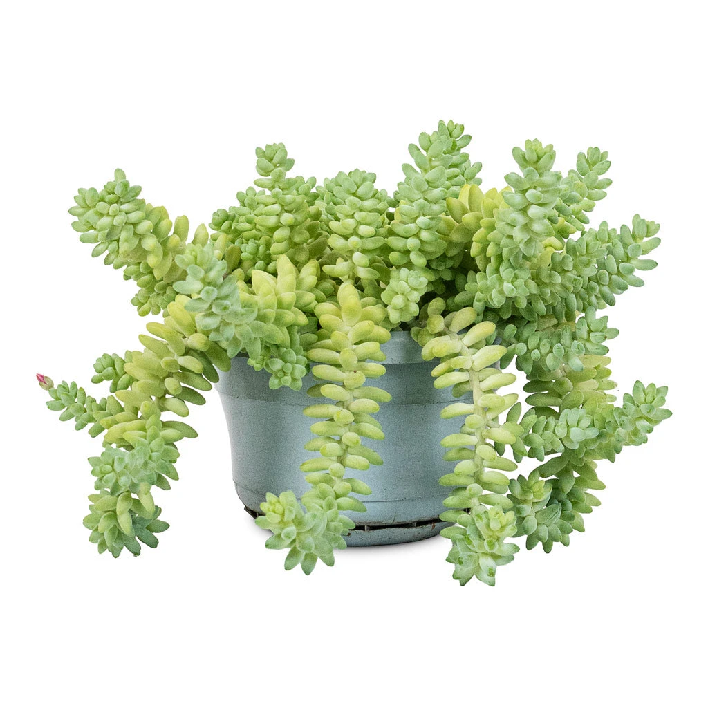Sedum Burrito - Donkey Tail 13 Sedum Burrito - Donkey Tail - Image 11