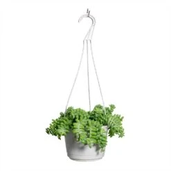 Sedum Burrito - Donkey Tail 19 Sedum Burrito - Donkey Tail -Plant Promotion Store Sedum Burrito Donkey Tail 20x45cm