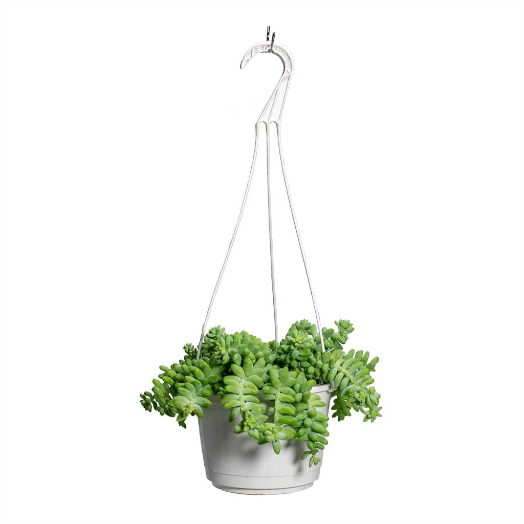 Sedum Burrito - Donkey Tail 8 Sedum Burrito - Donkey Tail - Image 6