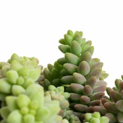 Sedum Burrito - Donkey Tail 18 Sedum Burrito - Donkey Tail -Plant Promotion Store Sedum Burrito Donkey Tail DETAIL 2