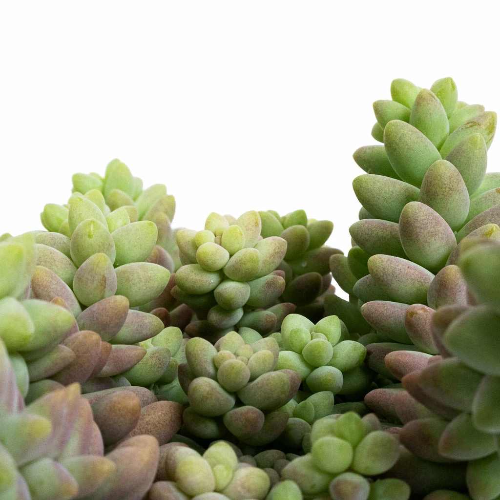 Sedum Burrito - Donkey Tail 5 Sedum Burrito - Donkey Tail - Image 3