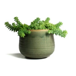 Iris Plant Pot - Mint 34 Iris Plant Pot - Mint -Plant Promotion Store Sedum Burrito Donkey Tail Iris Plant Pot Mint e070126d 3a76 4695 bfd8 40b38aaa17e5