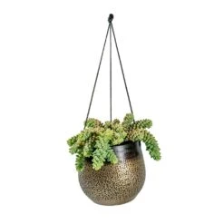 Sedum Burrito - Donkey Tail 22 Sedum Burrito - Donkey Tail -Plant Promotion Store Sedum Burrito Donkey Tail Mya Hanging Planter Deep Champagne