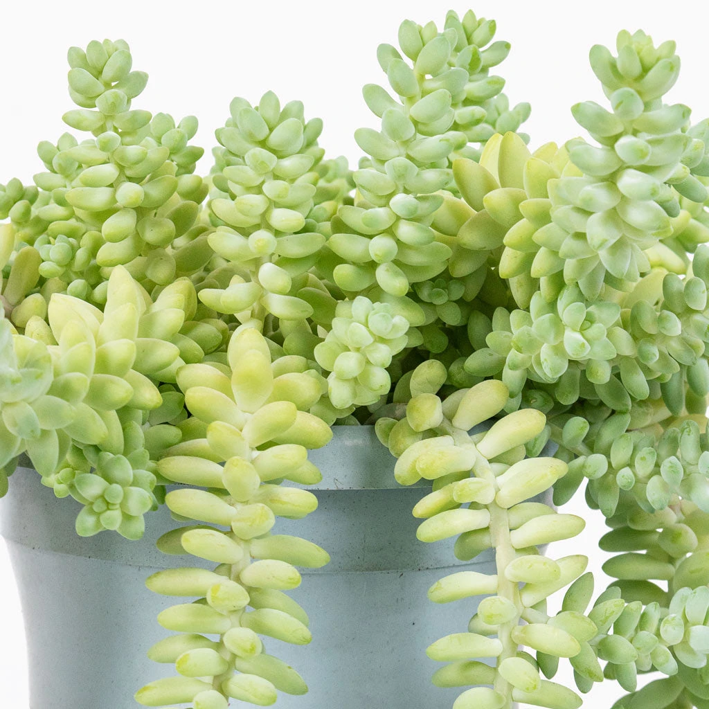 Sedum Burrito - Donkey Tail 4 Sedum Burrito - Donkey Tail - Image 2