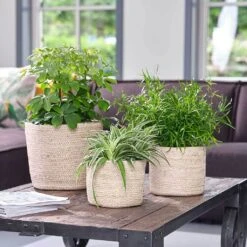 Selin Plant Basket - Jute 13 Selin Plant Basket - Jute -Plant Promotion Store Selin Plant Basket Jute Houseplants