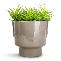 Senecio Himalaya - Himalaya Groundsel 18 Senecio Himalaya - Himalaya Groundsel -Plant Promotion Store Senecio Himalaya Himalaya Groundsel 12x20cm Aries Handles Plant Pot Charcoal 14x15cm