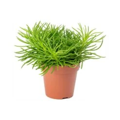 Senecio Himalaya - Himalaya Groundsel 15 Senecio Himalaya - Himalaya Groundsel -Plant Promotion Store Senecio Himalaya Himalaya Groundsel