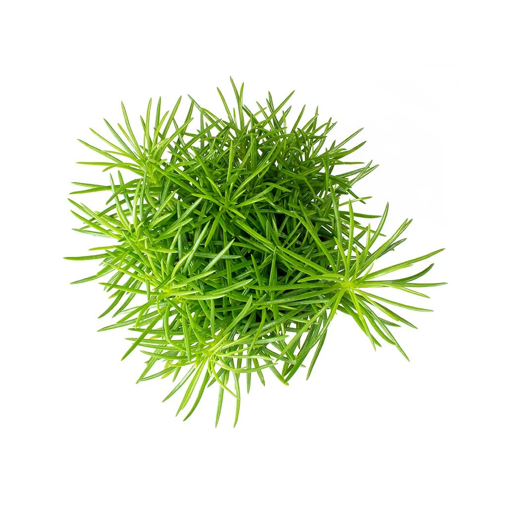 Senecio Himalaya - Himalaya Groundsel 7 Senecio Himalaya - Himalaya Groundsel - Image 5