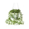 Senecio Herreianus - String Of Beads -Plant Promotion Store Senecio herreianus String of Beads