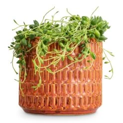 Flor Plant Pot - Orange -Plant Promotion Store Senecio herreianus String of Beads 12x20cm Flor Plant Pot Orange 14x12cm