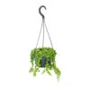 Senecio Rowleyanus - String Of Pearls -Plant Promotion Store Senecio rowleyanus String of Beads