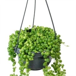 Senecio Rowleyanus - String Of Pearls -Plant Promotion Store Senecio rowleyanus String of Beads Stems