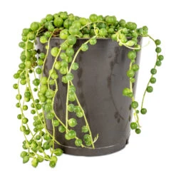 Senecio Rowleyanus - String Of Pearls -Plant Promotion Store Senecio rowleyanus String of Pearls 12x20cm