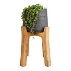 Patt Plant Pot - Tall Stand - Black Washed 20 Patt Plant Pot - Tall Stand - Black Washed -Plant Promotion Store Senecio rowleyanus String of Pearls 12x20cm Patt Plant Pot Tall Stand Black Washed 23x34cm 8decf343 6070 461f a9ef c9ac37ac1145